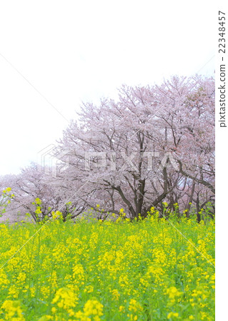 Spring image Cherry blossoms and rape blossoms in full bloom Spring image Cherry blossoms and rape blossoms in full bloom 22348457