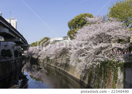 Tokyo's cherry blossom view Edogawa bridge Edogawa park cherry tree Miyoshino Yoshino 22348490