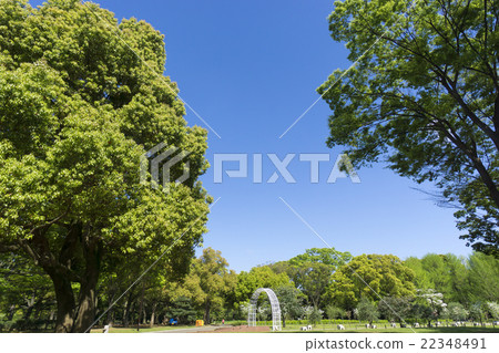 Tokyo Yoyogi Park fresh green sky blue spring April Tokyo Yoyogi Park fresh green sky blue spring April 22348491