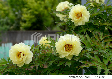 Peony root 22348565