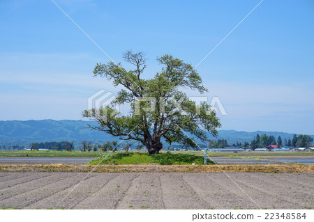山梨樹秋田縣橫手市 22348584