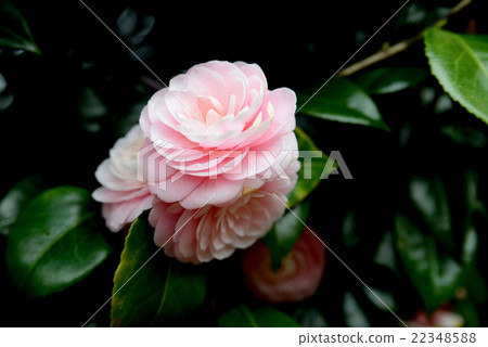 Yae Tsubaki 22348588