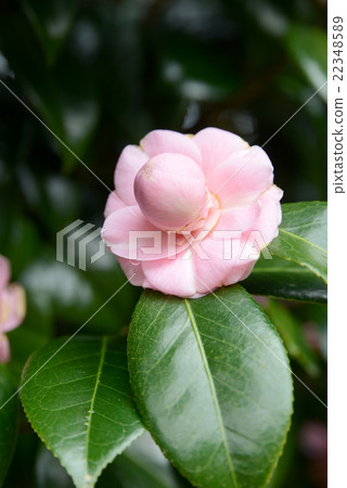 Yae Tsubaki 22348589