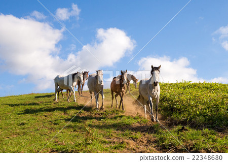 Hokkaido ranch Hokkaido ranch 22348680