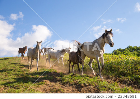 Hokkaido ranch Hokkaido ranch 22348681