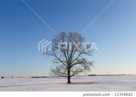 Hokkaido in winter Hokkaido in winter 22348682