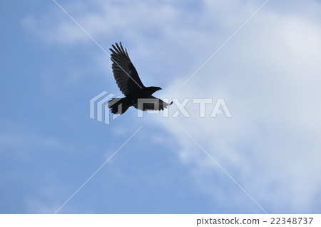 一隻在天空中跳舞的烏鴉 22348737