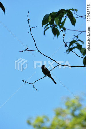 The mosquito nestling in branches 22348738