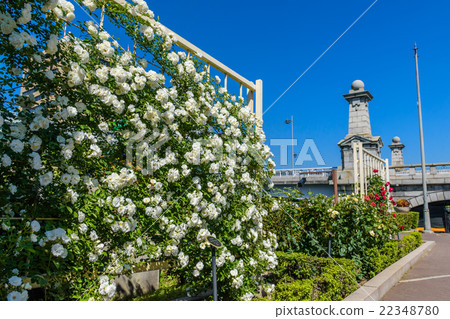 Nakanoshima Rose Garden Nakanoshima Rose Garden 22348780