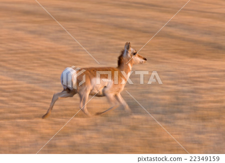 Pronghorn Antelope Saskatchewan Pronghorn Antelope Saskatchewan 22349159