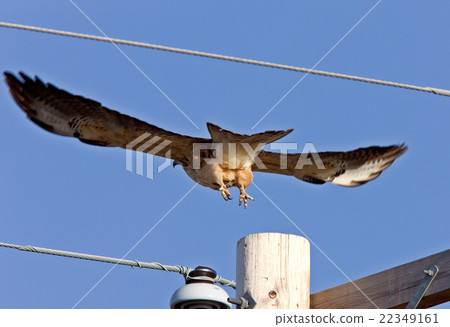 Swainson Hawk in Flight 22349161