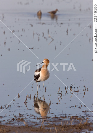 American Avocet in Water 22349190