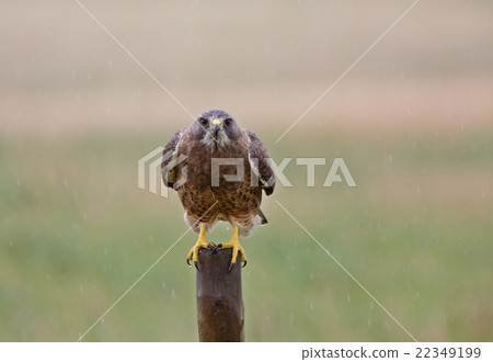 Swainson Hawk on post Swainson Hawk on post 22349199