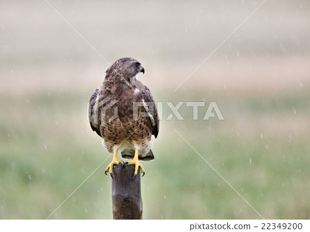 Swainson Hawk on post Swainson Hawk on post 22349200