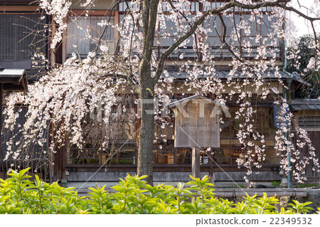 Gion Shirakawa's spring Gion Shirakawa's spring 22349532