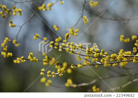 亞伯拉陳 亞伯拉陳 22349682