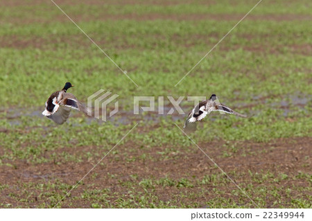 Blue Winged Teal in Flight 22349944