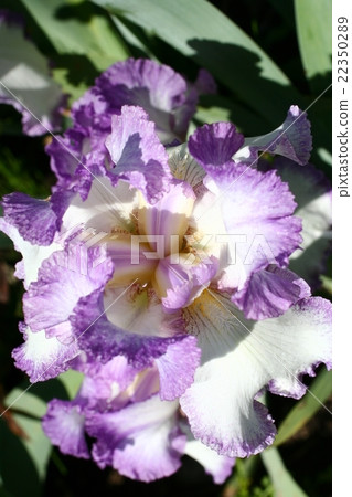 虹膜42 虹膜42 22350289