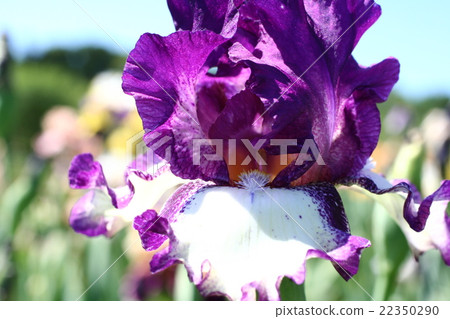 虹膜43 虹膜43 22350290