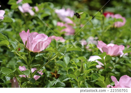 Hamanas flower rose hip 22350701