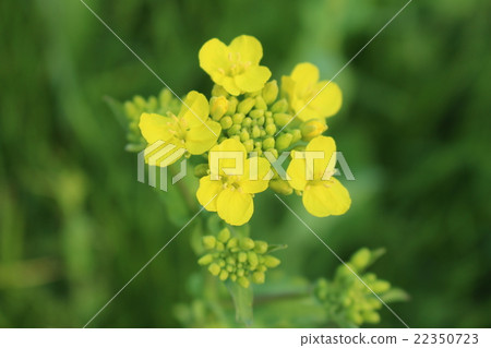 Rape blossoms 22350723