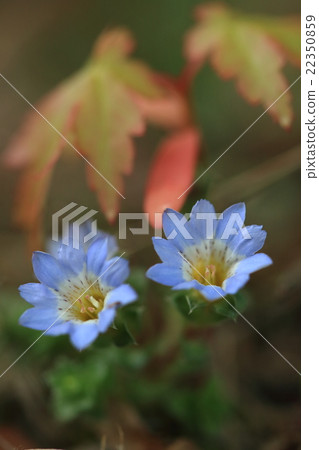 Natural plant kokailindo, back of seedling seedlings grown in the garden ... Natural plant kokailindo, back of seedling seedlings grown in the garden ... 22350859