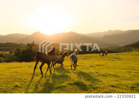 北海道牧場 22350921