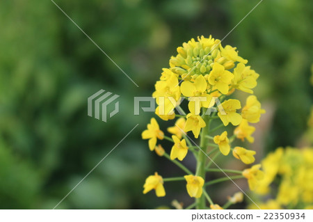 強姦開花 22350934