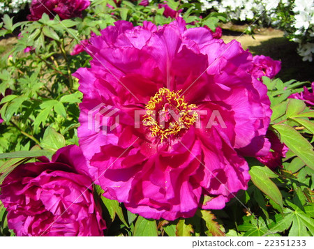 Peony flower 22351233