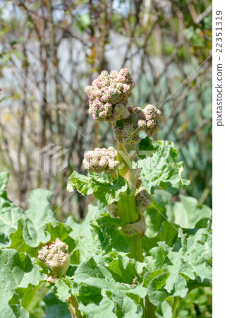 Rubberb's rugged-shaped flower Rubberb's rugged-shaped flower 22351319