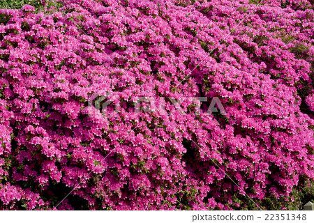 Azalea in full bloom Azalea in full bloom 22351348