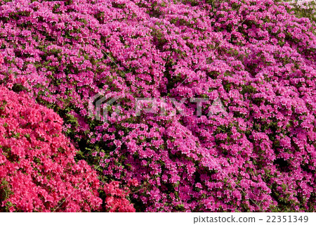 Azalea in full bloom Azalea in full bloom 22351349