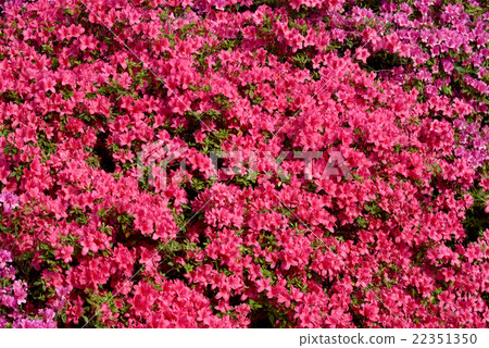 Azalea in full bloom Azalea in full bloom 22351350
