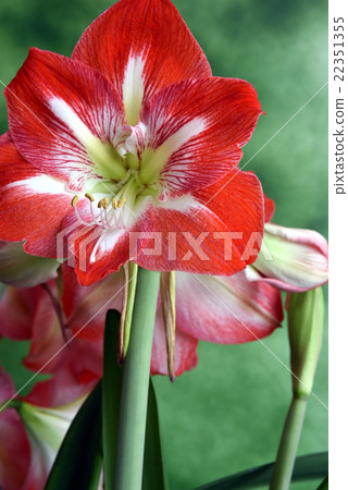 朱頂紅 朱頂紅 22351355