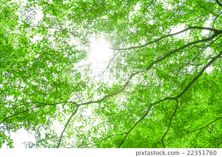 Fresh green and sunbeams Fresh green and sunbeams 22351760
