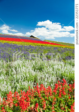 北海道富良野觀光農場 22351771