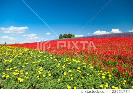 北海道富良野觀光農場 22351774