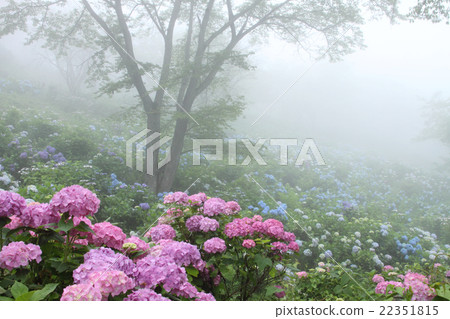 Misty hydrangea park 22351815