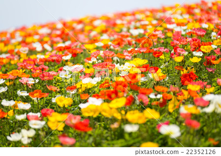Poppy field 22352126