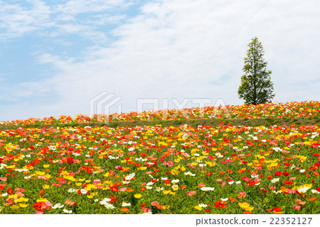 Awagi flower chirping poppy field Awagi flower chirping poppy field 22352127