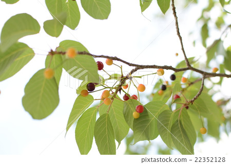 Cherries of Kyoto garden Cherries of Kyoto garden 22352128