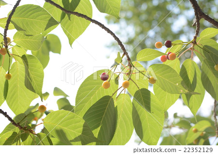 Cherries of Kyoto garden Cherries of Kyoto garden 22352129