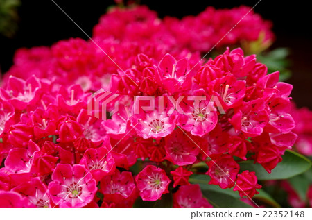 Flowering of Kalmia Flowers of azalea families Red side 22352148