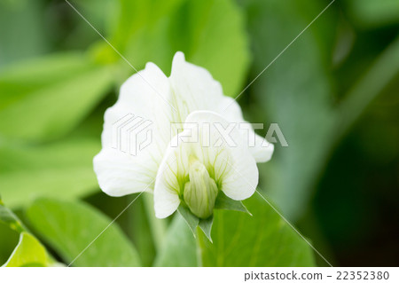 小吃豌豆花 小吃豌豆花 22352380