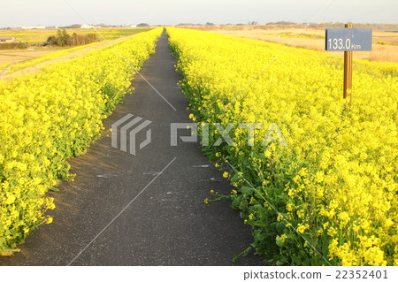 強姦花路 22352401