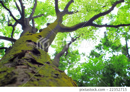 仰望Zelkova清新的綠色 22352715