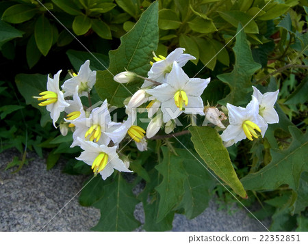 Warlorsbee (bad eggplant) or Oninasubi (ogre eggplant) Solanaceae Warlorsbee (bad eggplant) or Oninasubi (ogre eggplant) Solanaceae 22352851