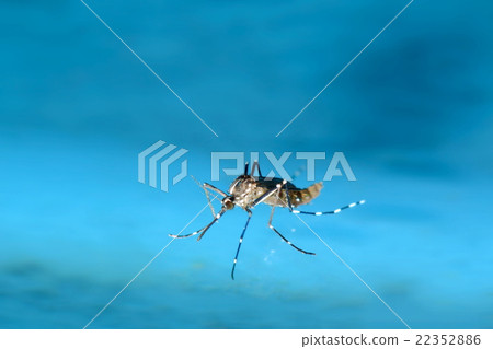 Freshly raised mosquitos floating in water 22352886
