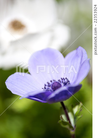 銀蓮花屬的花 銀蓮花屬的花 22353924