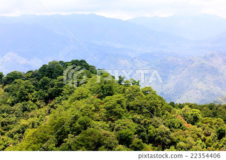 Aerial view of the forest 22354406